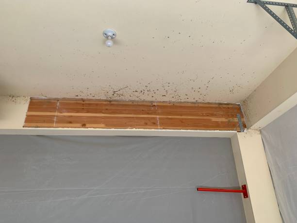 Best Biohazard Mold Removal  in Tsaile, AZ